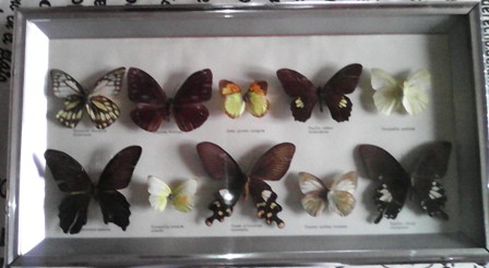 coleccion mariposas